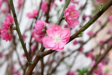 Image showing peach blossom