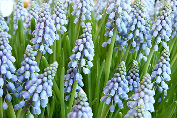 Image showing Hyacinthus orientalis