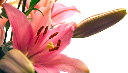 Image showing pink lilies isolated