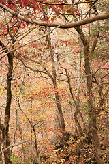 Image showing autumn or fall forest