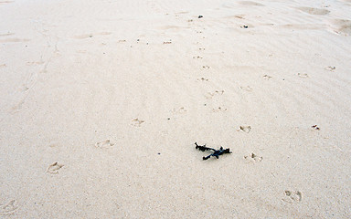 Image showing bird tracks in the sand