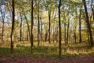 Image showing in the trees of the forest