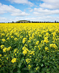 Image showing golden canola flowers