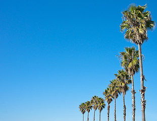 Image showing palm tree blue sky frame