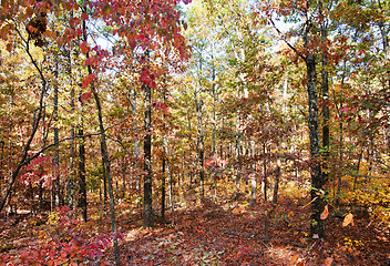 Image showing colors of autumn or fall in forest