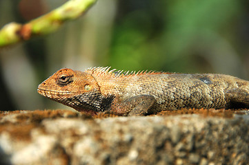 Image showing Lizard