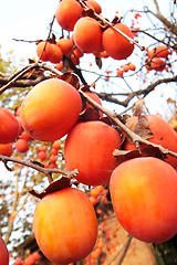 Image showing Persimmons in branches