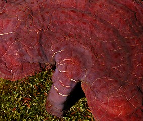 Image showing red mushroom