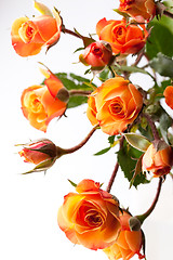 Image showing Orange roses