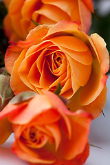 Image showing Orange roses