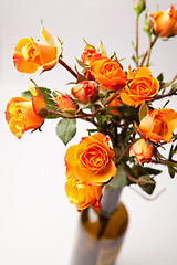 Image showing Orange roses