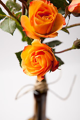 Image showing Orange roses