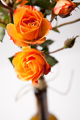 Image showing Orange roses