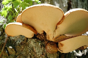 Image showing tan mushrooms