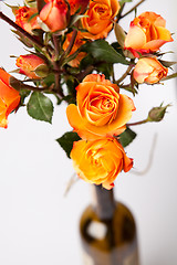 Image showing Orange roses