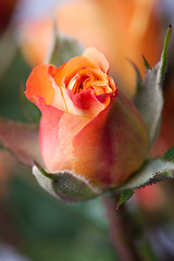 Image showing Orange rose