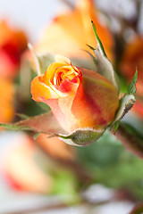 Image showing Orange rose