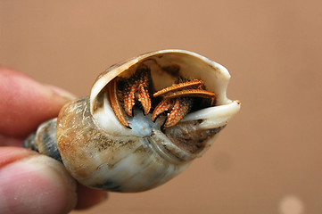 Image showing Hermit crab