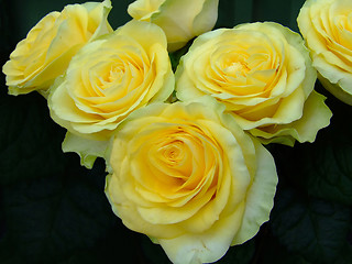 Image showing Bouquet of yellow roses