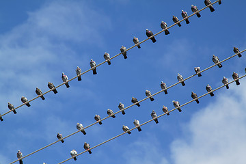 Image showing Birds on wire