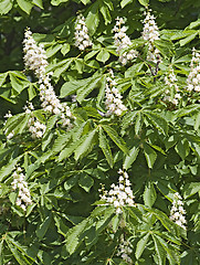 Image showing Flowering chestnut