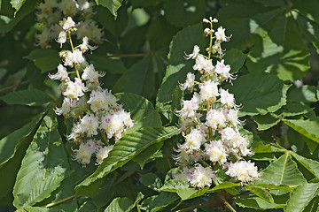 Image showing Flowering chestnut