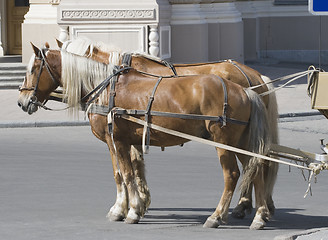 Image showing Two horses in a street