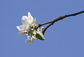 Image showing Flowering apple-tree