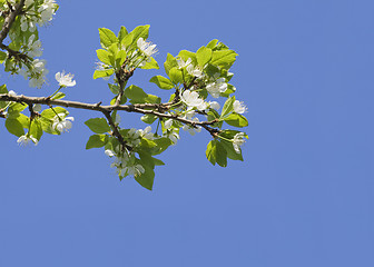 Image showing Flowering apple-tree