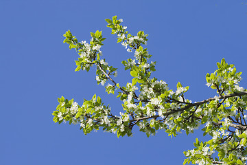 Image showing Flowering apple-tree
