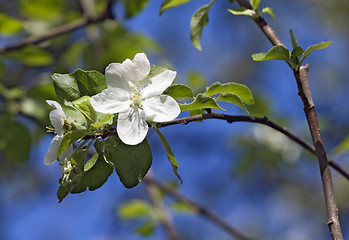 Image showing Flowering apple-tree