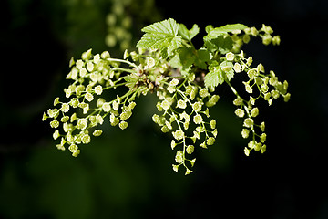 Image showing Flowering currant over black