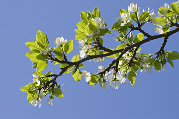 Image showing Flowering apple-tree