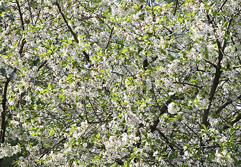 Image showing Flowering apple-tree background