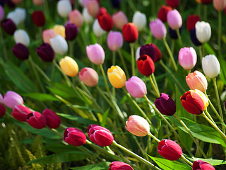 Image showing Field of tulips