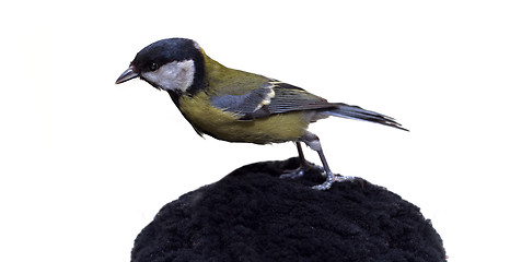 Image showing Great Tit, Parus Major