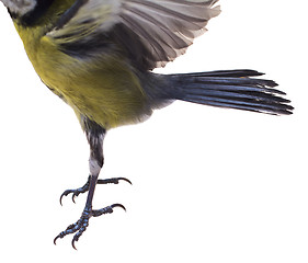 Image showing Great Tit, Parus Major