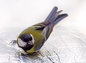 Image showing Great Tit, Parus Major