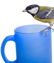 Image showing Great Tit, Parus Major