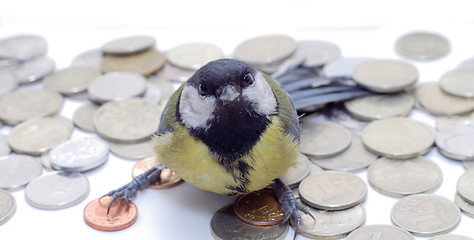 Image showing Great Tit, Parus Major