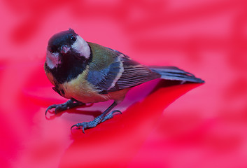 Image showing Great Tit, Parus Major