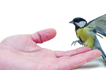 Image showing The titmouse to sit down on a hand