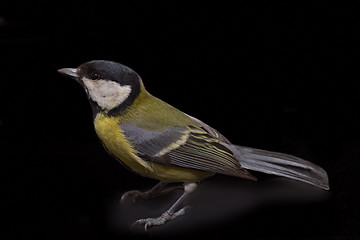 Image showing Great Tit, Parus Major