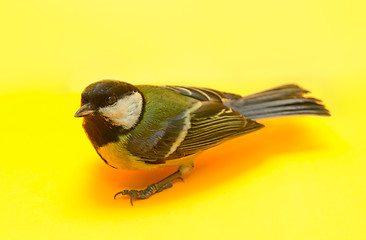 Image showing Great Tit, Parus Major