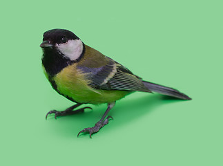 Image showing Great Tit, Parus Major