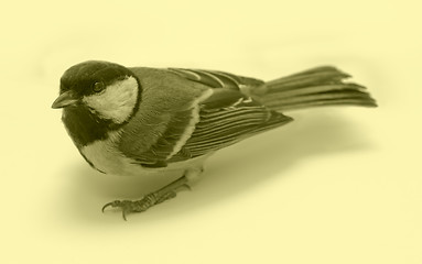 Image showing Great Tit, Parus Major