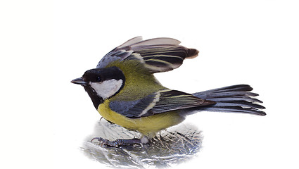 Image showing Great Tit, Parus Major