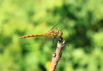 Image showing Dragonfly