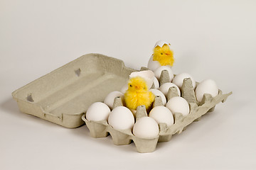 Image showing Chicks in eggbox