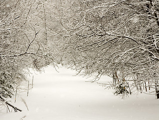 Image showing Path in the Woods